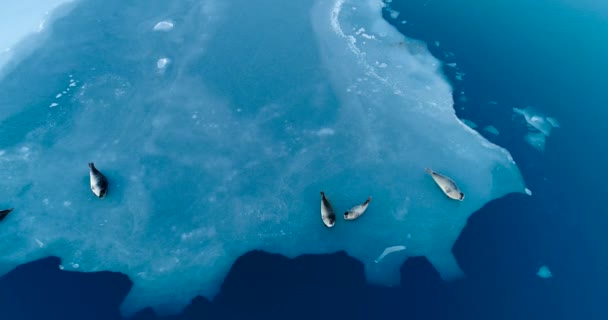 Mühürler Havadan Görünümü Içinde Buz Parçası Üzerinde — Stok video