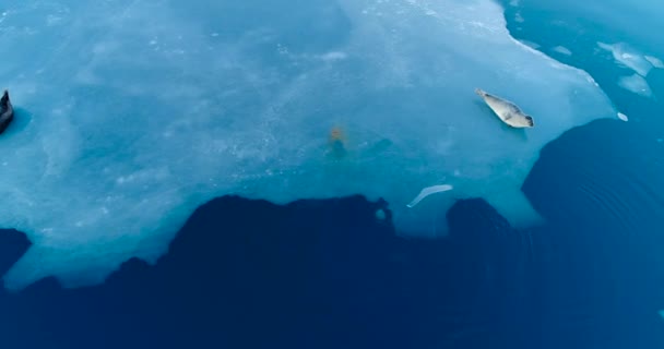 Sellos Témpano Hielo Vista Aérea — Vídeo de stock