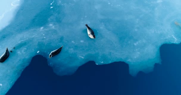 Sellos Témpano Hielo Vista Aérea — Vídeo de stock