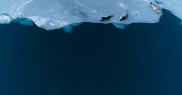 Sellos Témpano Hielo Vista Aérea — Vídeos de Stock