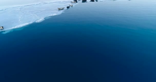 Robben Auf Der Eisscholle Luftbild — Stockvideo
