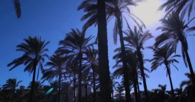 California atmosfer palmiye ağacı