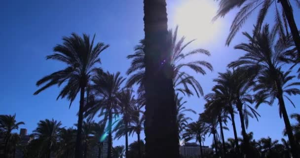 Palmera California Atmósfera — Vídeos de Stock