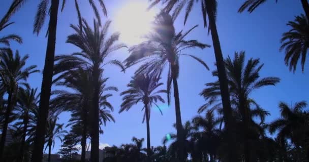 California Atmosfer Palmiye Ağacı — Stok video