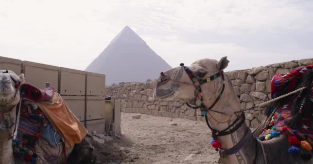 Egyptiska Pyramiderna Med Tidsfördröjning Och Närbild — Stockvideo