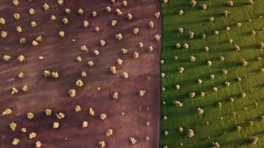 Zeytin alanlarında havadan görünümü Fas