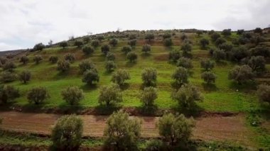 Zeytin alanlarında havadan görünümü Fas