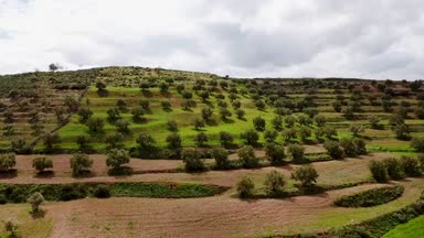 Zeytin alanlarında havadan görünümü Fas