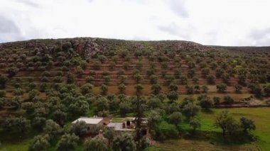 Zeytin alanlarında havadan görünümü Fas