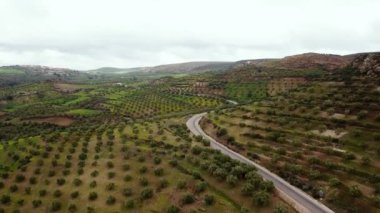Zeytin alanlarında havadan görünümü Fas
