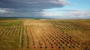 Zeytin alanlarında havadan görünümü Fas