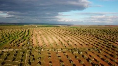 Zeytin alanlarında havadan görünümü Fas