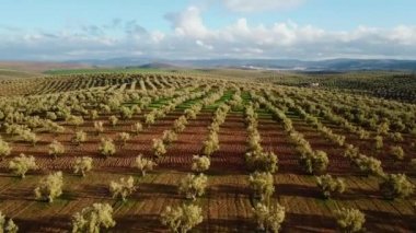 Zeytin alanlarında havadan görünümü Fas