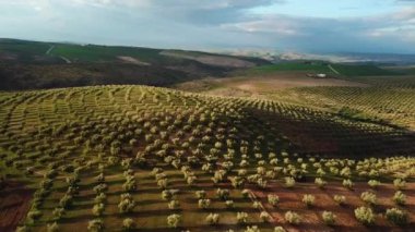 Zeytin alanlarında havadan görünümü Fas