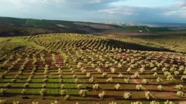 Zeytin alanlarında havadan görünümü Fas