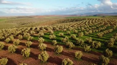 Zeytin alanlarında havadan görünümü Fas