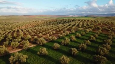 Zeytin alanlarında havadan görünümü Fas