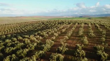 Zeytin alanlarında havadan görünümü Fas
