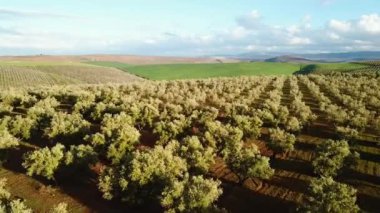Zeytin alanlarında havadan görünümü Fas