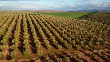 Zeytin alanlarında havadan görünümü Fas