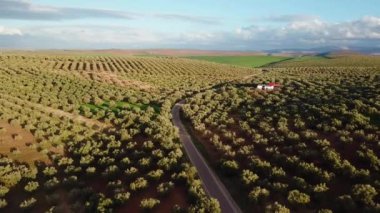 Zeytin alanlarında havadan görünümü Fas