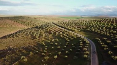 Zeytin alanlarında havadan görünümü Fas