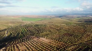 Zeytin alanlarında havadan görünümü Fas