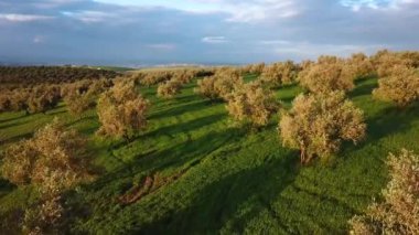 Zeytin alanlarında havadan görünümü Fas
