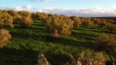 Zeytin alanlarında havadan görünümü Fas