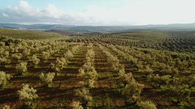 Zeytin alanlarında havadan görünümü Fas