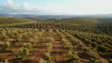 Zeytin alanlarında havadan görünümü Fas