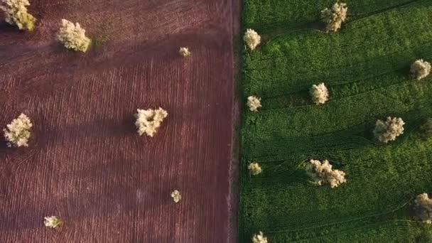 Olive Fields Morocco Aerial View — Stock Video