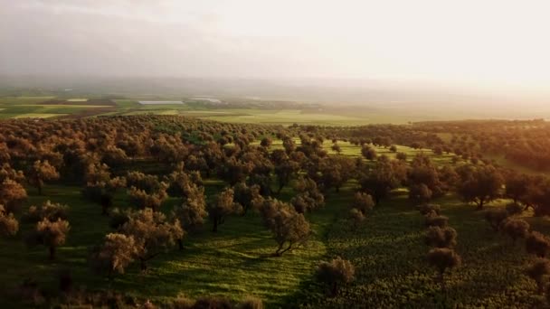 Olivolja Fält Marocko Flygfoto — Stockvideo