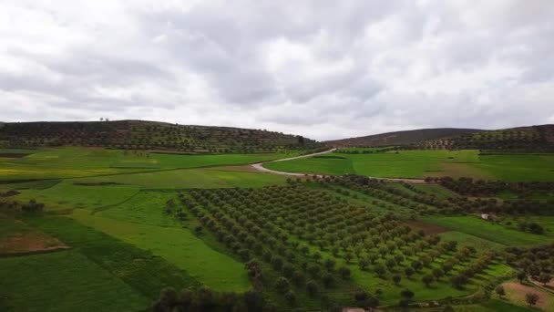 Campos Oliveiras Marrocos Vista Aérea — Vídeo de Stock