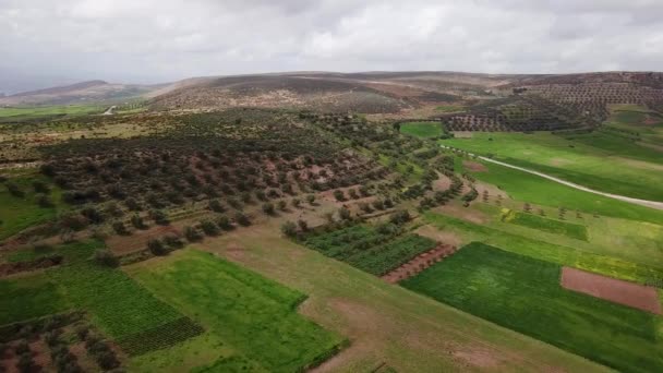 Zeytin Alanlarında Havadan Görünümü Fas — Stok video