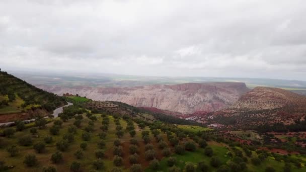 Оливковые Поля Марокко Воздуха — стоковое видео