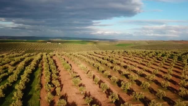 Zeytin Alanlarında Havadan Görünümü Fas — Stok video