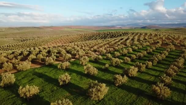 橄榄色的领域在摩洛哥在空中看法 — 图库视频影像