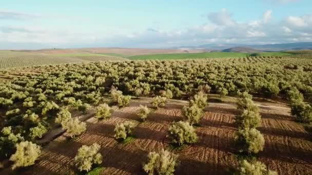 Campos Oliveiras Marrocos Vista Aérea — Vídeo de Stock