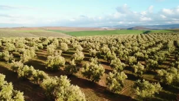 Campos Olivos Marruecos Vista Aérea — Vídeos de Stock