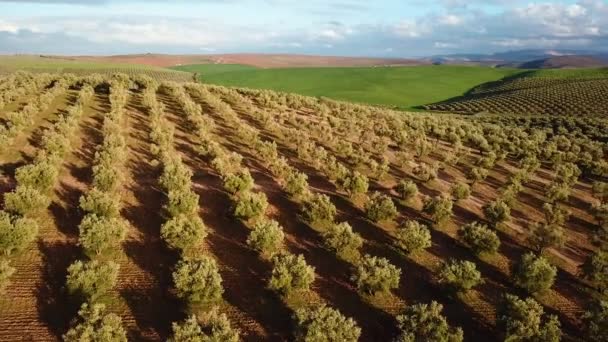 Campos Olivos Marruecos Vista Aérea — Vídeo de stock