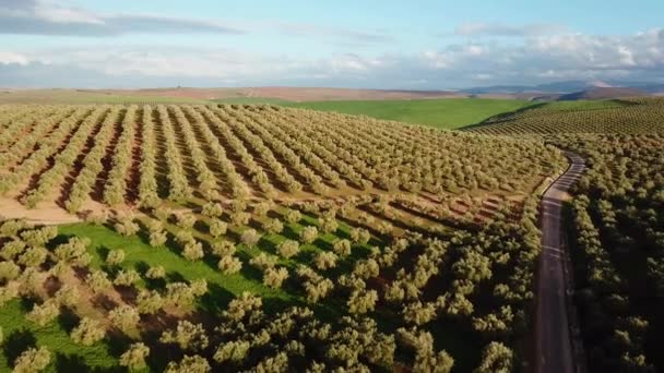 Olivolja Fält Marocko Flygfoto — Stockvideo