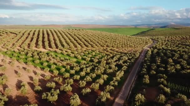 Zeytin Alanlarında Havadan Görünümü Fas — Stok video