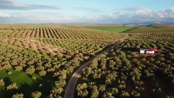 Оливковые Поля Марокко Воздуха — стоковое видео
