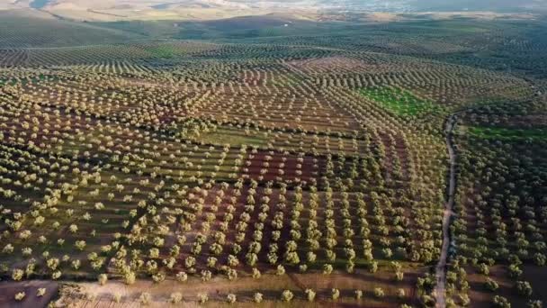 Zeytin Alanlarında Havadan Görünümü Fas — Stok video