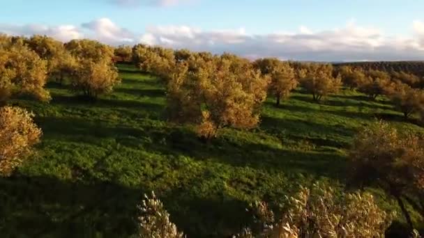 Zeytin Alanlarında Havadan Görünümü Fas — Stok video