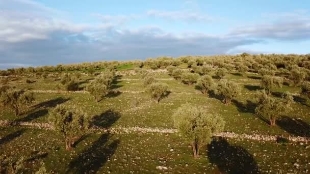 Campos Oliveiras Marrocos Vista Aérea — Vídeo de Stock