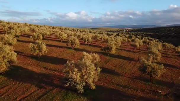 champs d'oliviers au Maroc en vue aérienne 