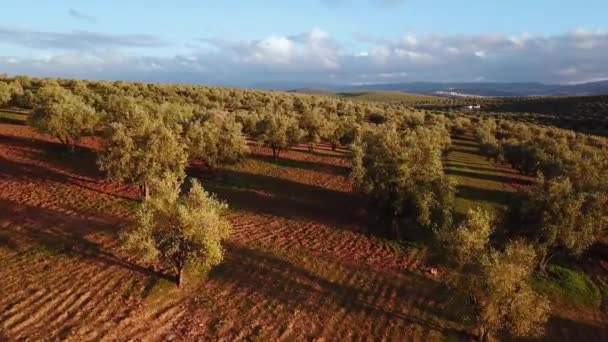 Zeytin Alanlarında Havadan Görünümü Fas — Stok video