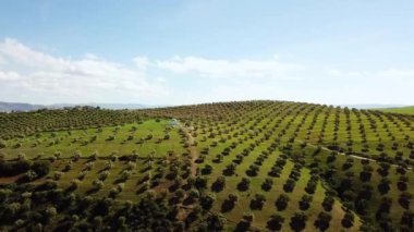 Zeytin alanlarında havadan görünümü Fas